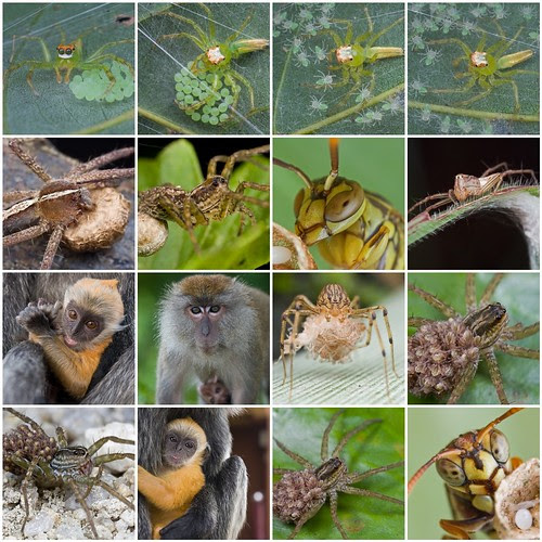 arthropods and mammals mother's day