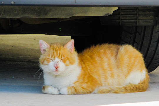 猫が帰ってこない理由は 家出してしまった時の探し方と予防策