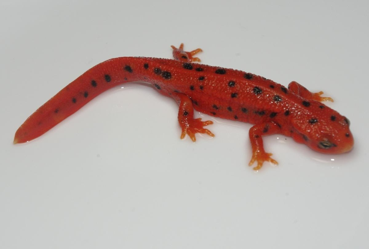 ヤフオクの気になる高額落札品 ペット 生き物 の高額落札品top100