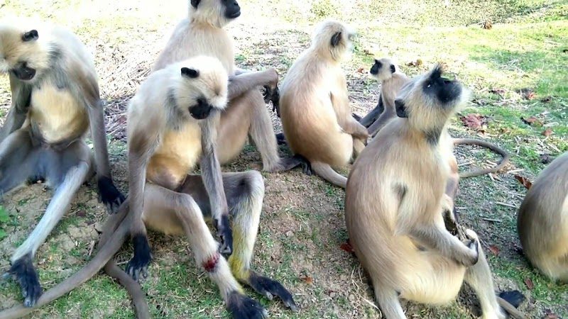 Inspirasi Spesial Monkey Rescue, Foto Orang