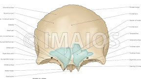 Anatomy Of Frontal Bone