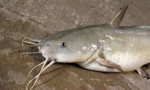 ikan sembilang putih