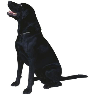 Relax and have fun when taking photos of your dog.