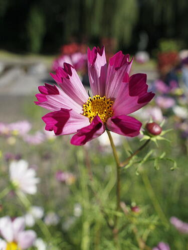 コスモスとは ヤサシイエンゲイ