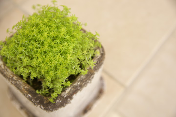 セダム ゴールデンカーペット オーレウス の植え替え 桜ん坊ブログ