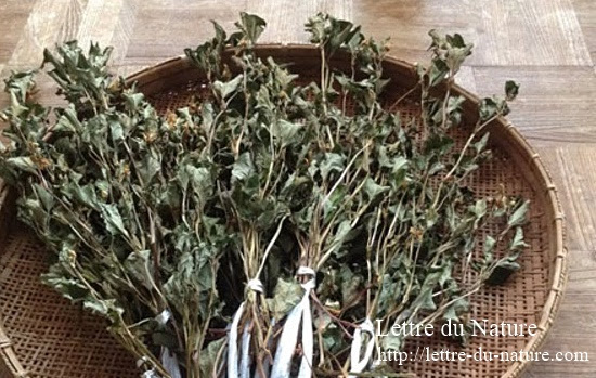 どくだみ茶の作り方と飲み方 採取する時期や乾燥のコツと飲む量は Lettre Du Nature