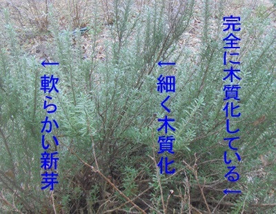 ハーブの関連記事 園芸ナビ 花と野菜の育て方