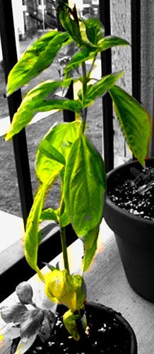 basil tutorial 2