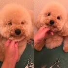犬の出張トリミングbonita ボニータ ワンちゃんのシャンプー カット ギャラリー