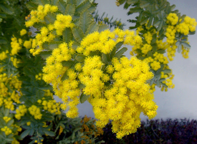 ミモザが 満開になりました 樹木 花木