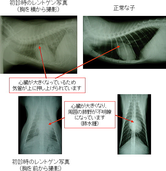 あいの動物病院治療成績１