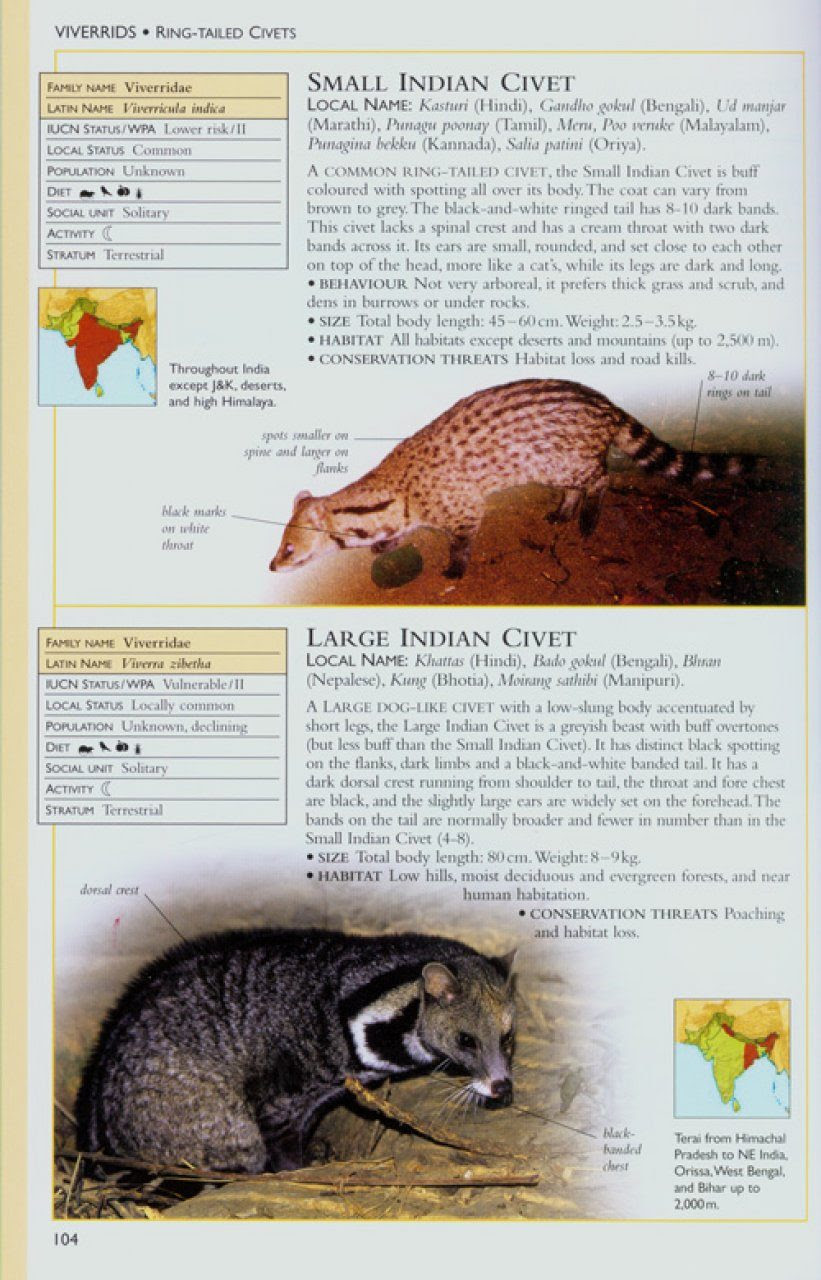 Field Guide To Indian Mammals Helm Field Guides