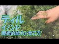 無料ダウンロード ディル 栽培 348883