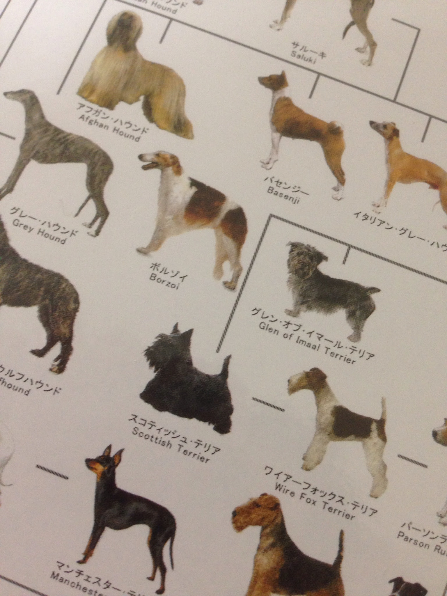 動物病院の待合室で一度は見たことがあるアレがジクソーパズルに 犬の系統図を完成させるぞ プロジェクト開始 神戸のペットシッター ワンコノ