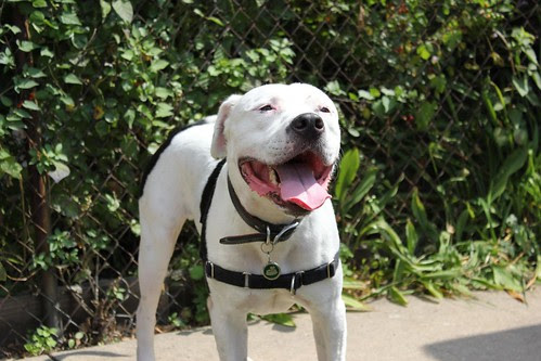 Summer dog!