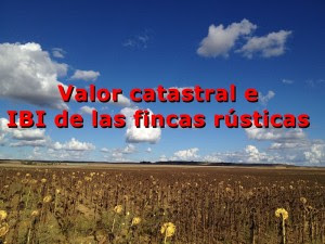 ibirustico