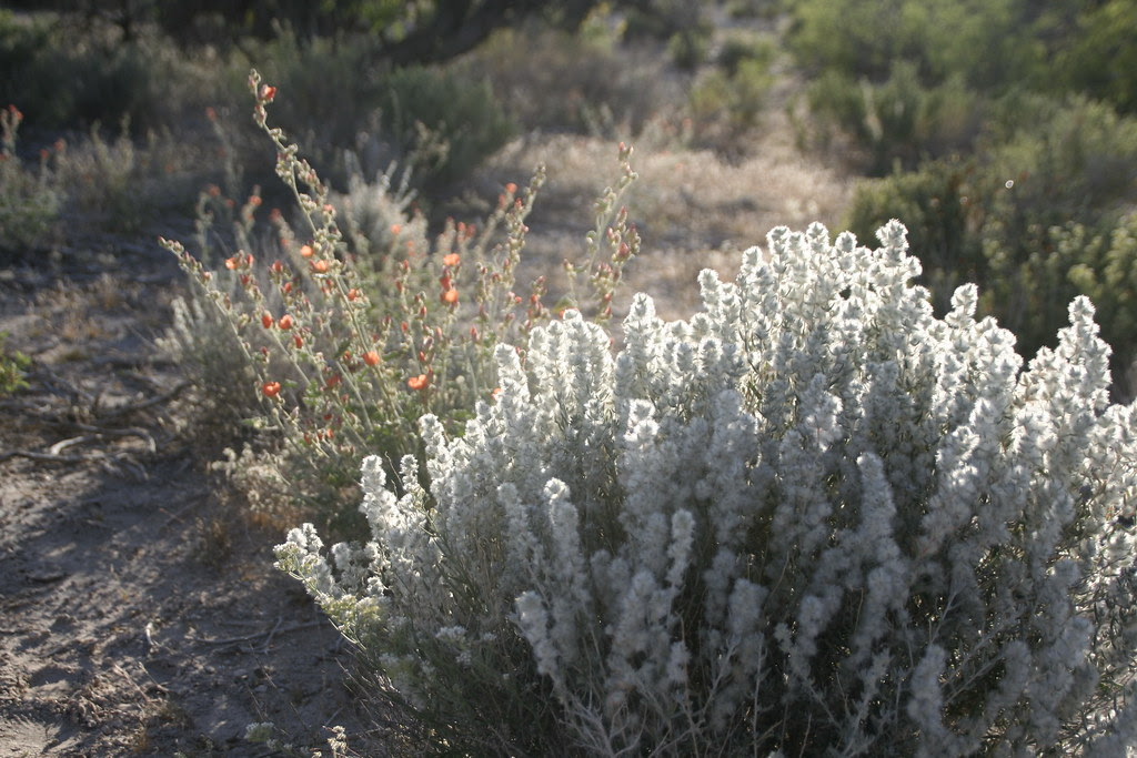 fluffy flower