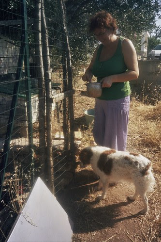 gilly feeding the chicks