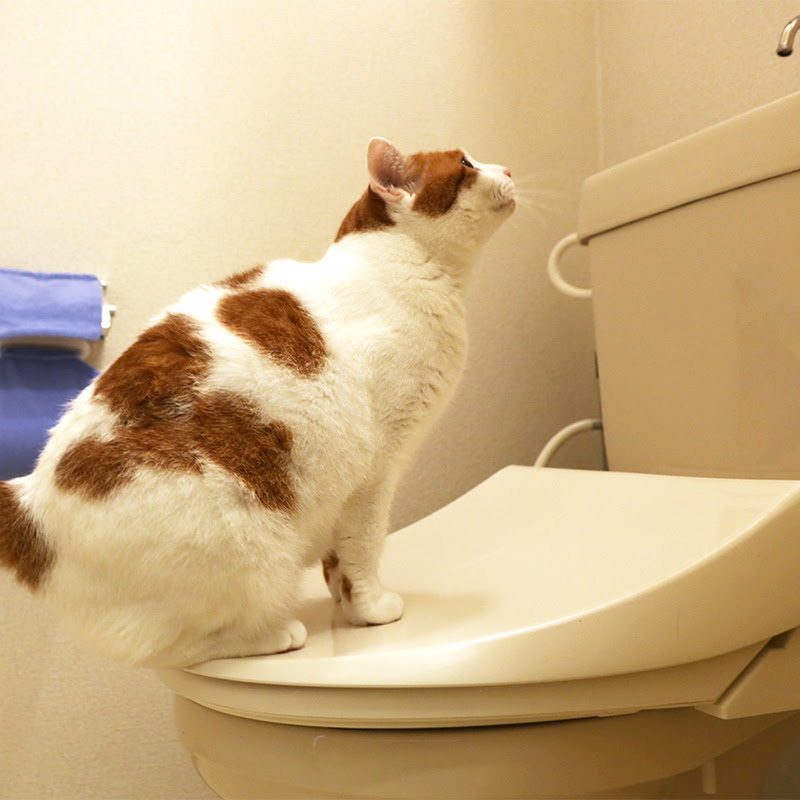 猫のうんちはトイレに流しちゃダメ 猫のうんちのおすすめの処理方法３つ 猫の総合情報サイト ペットスマイルニュースforネコちゃん
