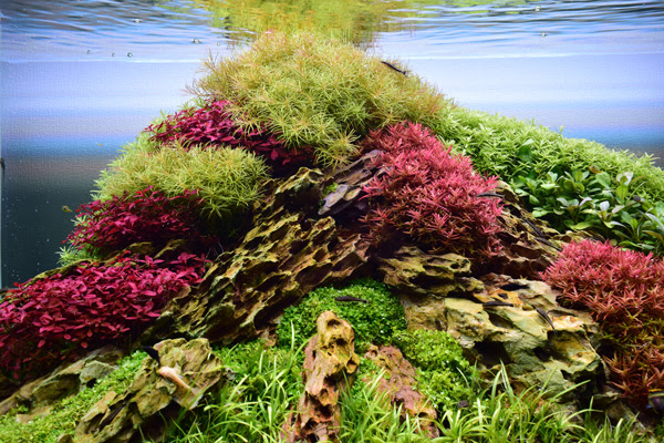 Kbo 水草レイアウトに必見 石と石を接着する液状接着剤 補助材の使い方 カミハタビジネスオンライン