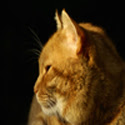 photo tips button