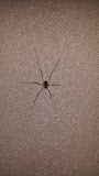Six Legged Insect Looks Like Spider