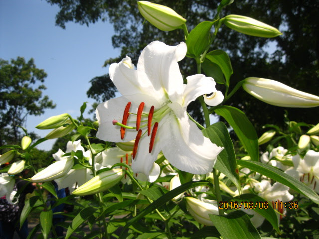 カサブランカなどユリ 開花情報 16 8 9 百合が原公園