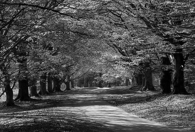 Avenue of Beech Trees