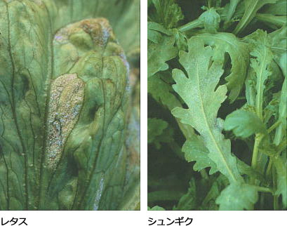 べと病 病害データベース 種苗事業部 武蔵野種苗園