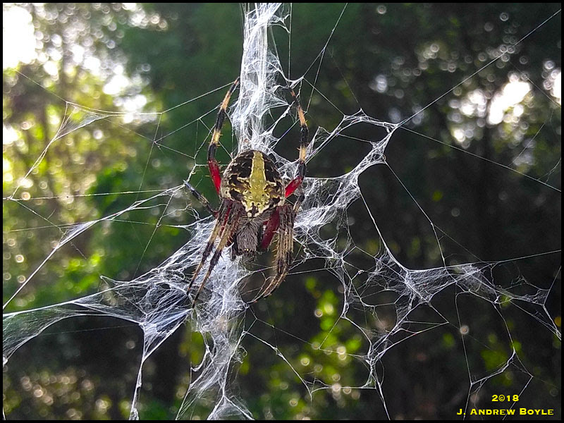 Red-femured Orb Weaver