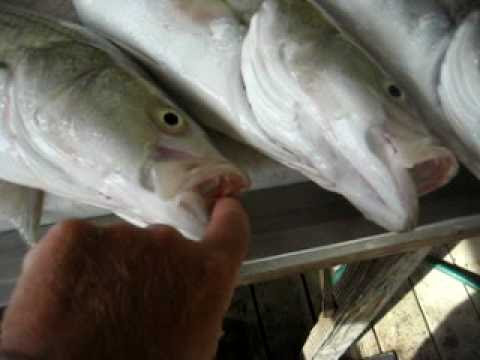 Colusa Casino Resort. Striper Colusa