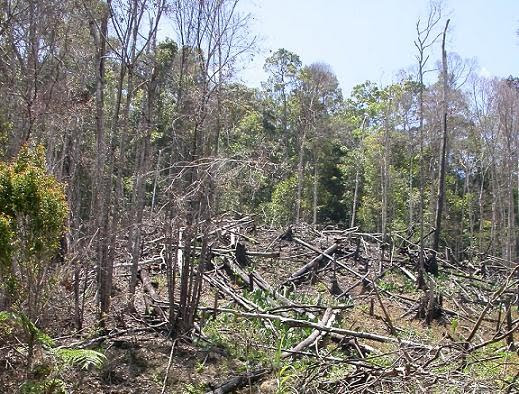 HUTAN RAWA GAMBUT: tugas makalah astri pandini om