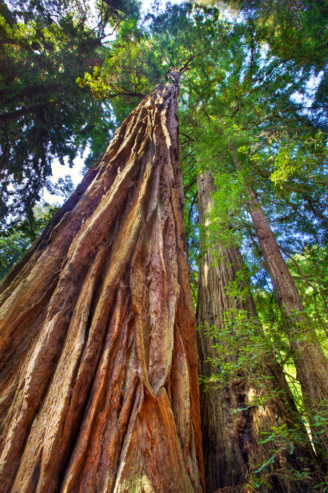 forest and woodland photography