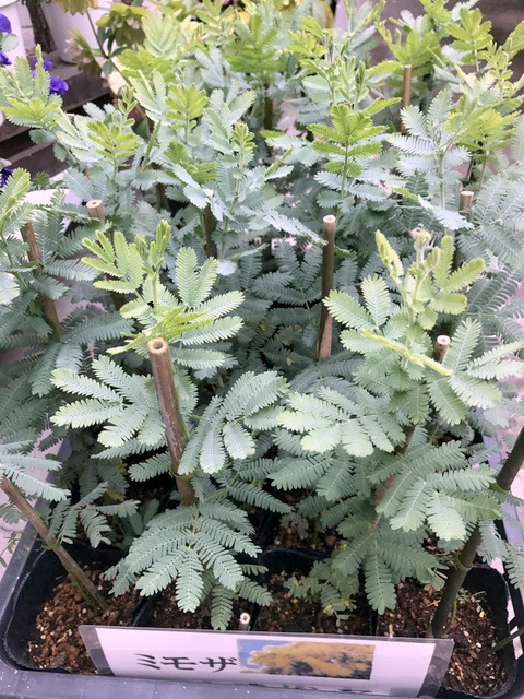 知多半島阿久比町 福住園芸 観葉植物 花 苗 種 用品販売 カルチャー教室とレンタルスペース ﾐﾓｻﾞｱｶｼｱ
