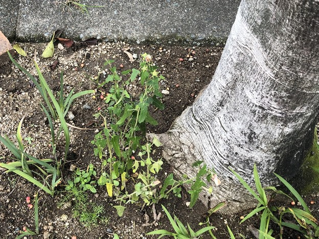 19 9 4 街路樹花壇 高砂芙蓉 寒あやめ カモミール発芽up 写真共有サイト フォト蔵