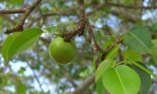 loai-cay-nguy-hiem-nhat-the-gioi