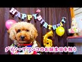 [新しいコレクション] 犬 誕生日 飾り付け 230595-犬 誕生日 飾り付け 100均
