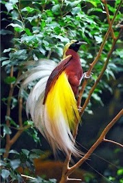 55+ Gambar Burung Cendrawasih Paling Cantik Di Dunia, Paling Gokil!