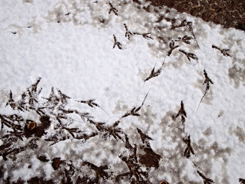birds
