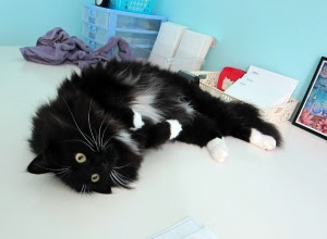 desk-cat1