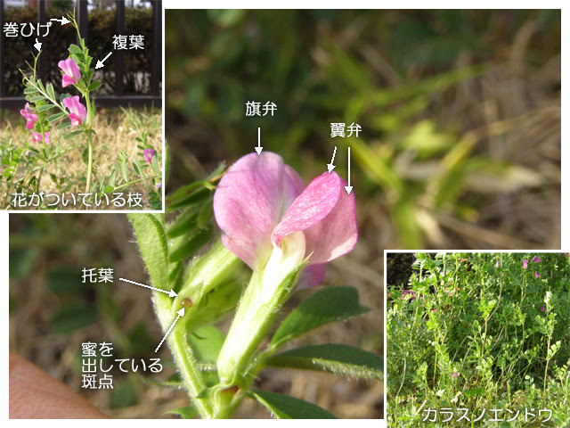 科学技術館メールマガジン 自然と友だち