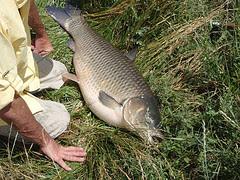 barry-carp