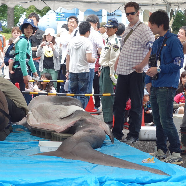 Megamouth Shark