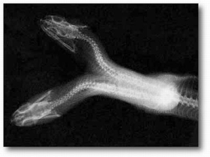Two-Headed Snakes (28 pics)