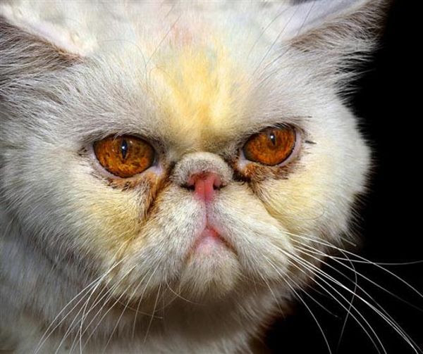 閲覧注意 世界のブサイク猫ランキングトップ10 これが猫 猫になりたい 猫 パラダイス