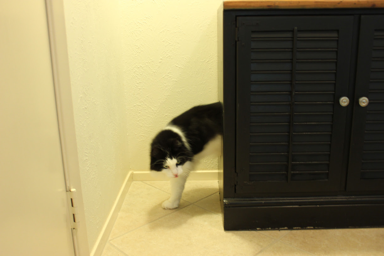DIY Cat Litter Box Furniture