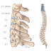 What Type Of Bones Make Up The Neck Head And Shoulder : Introduction shoulder joint is the most movable joint and is also more prone to dislocation than any other joint.