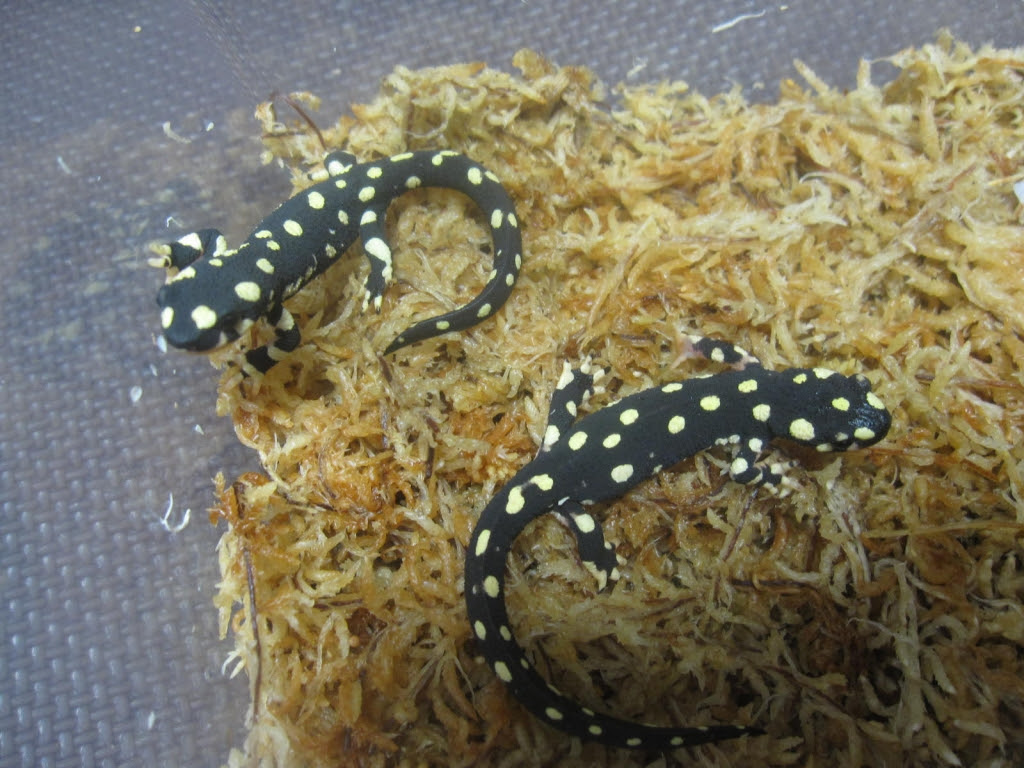 遂に来たぁ 有尾 Com