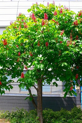 マロニエ Pave Page Garden Design Blog