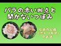 √無料でダウンロード！ 薔薇 ゾウムシ 駆除 267595-薔薇 ゾウムシ 駆除